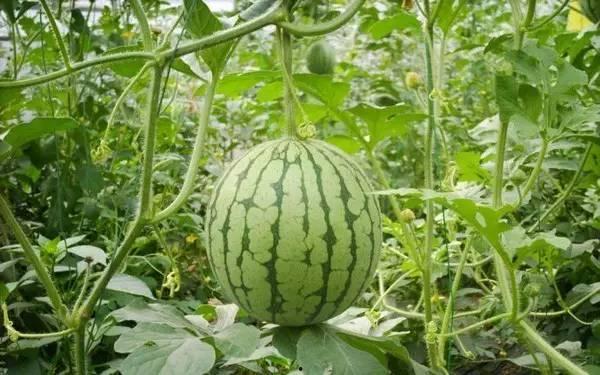 热门吃瓜网红排行榜,揭秘网络红人幕后故事